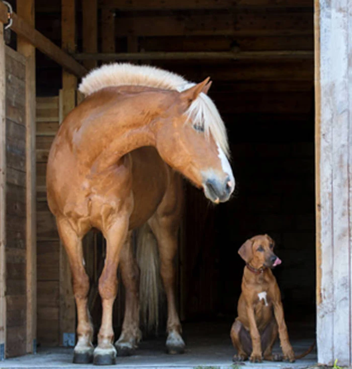 Animal Chiropractic